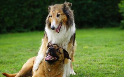 Cuanto gana un adiestrador canino